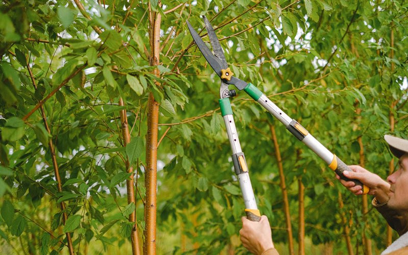 Tree trimming in Greentown, IN